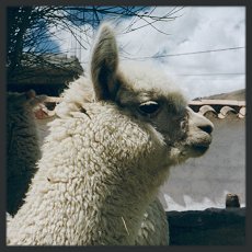Alpaca