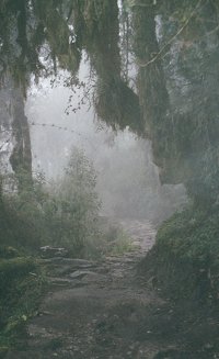 Dripping cloud forest