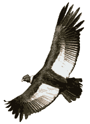 Andean Condor