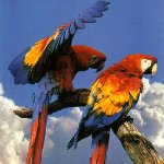 Scarlet macaws
