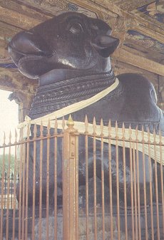 Nandi Bull at Tanjore