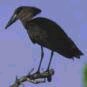 A Hamerkop