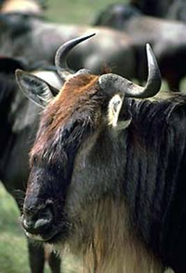 A dim looking Wildebeest