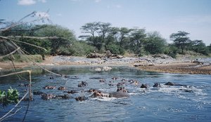 A hippo pool