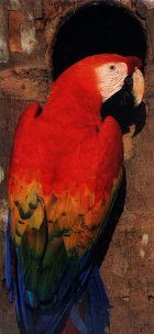 A Scarlet Macaw at a nest hole